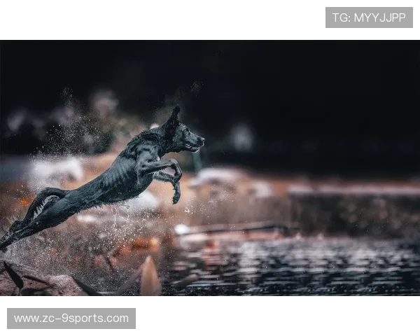 冲浪狗狗与主人同浪，比赛瞬间变萌宠秀