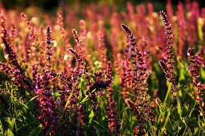 九游娱乐入口-外援政策频繁调整扰乱俱乐部发展，外援限制