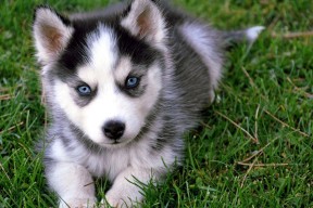 九游娱乐app官网-拉齐奥持续前压扰乱对方控球节奏，拉齐奥阵容分析