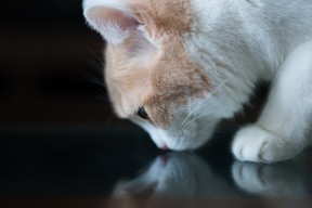 九游体育-乔纳·隆戈的名字永远与全黑队的胜利紧密相连，乔纳是什么