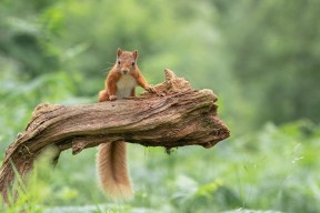 九游体育官网-西班牙经验压巴西激情？胜负难料，巴西西班牙视频