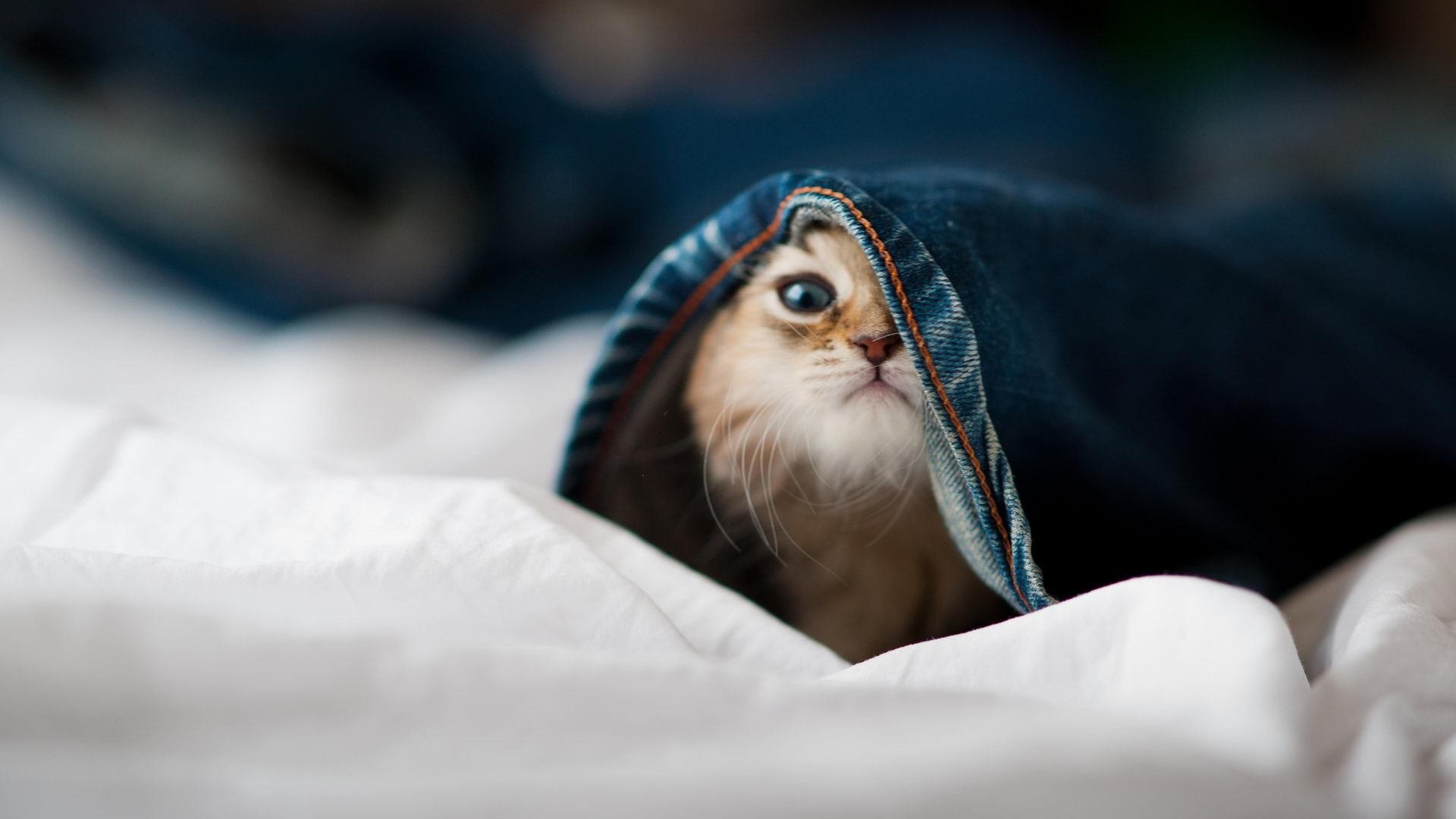 体育新闻中心深化体育赛事数据驱动传播研究，体育新闻赛事报道标题大全