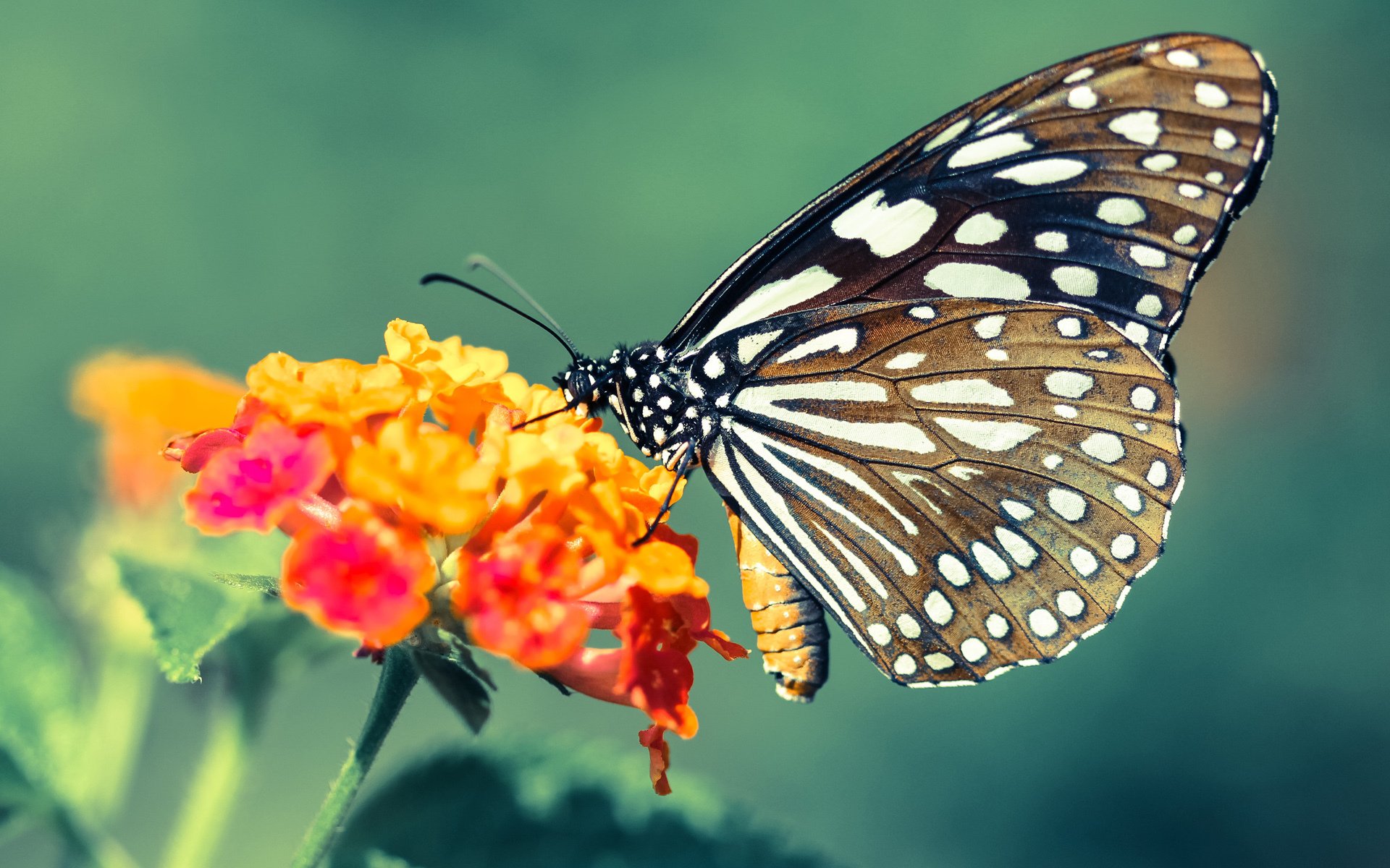 对阵科威特逆转取胜，比分 86‑74 延续连胜