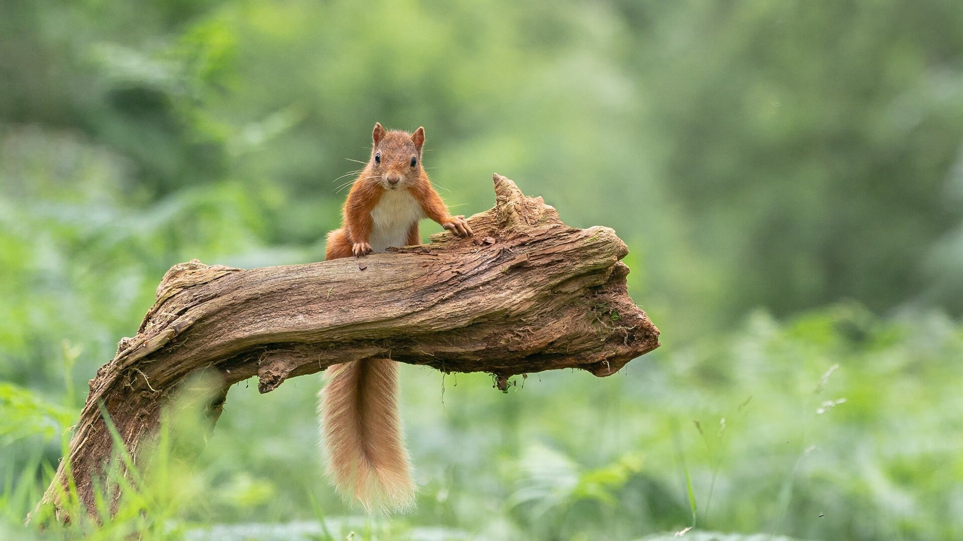 西班牙经验压巴西激情?胜负难料,巴西西班牙视频