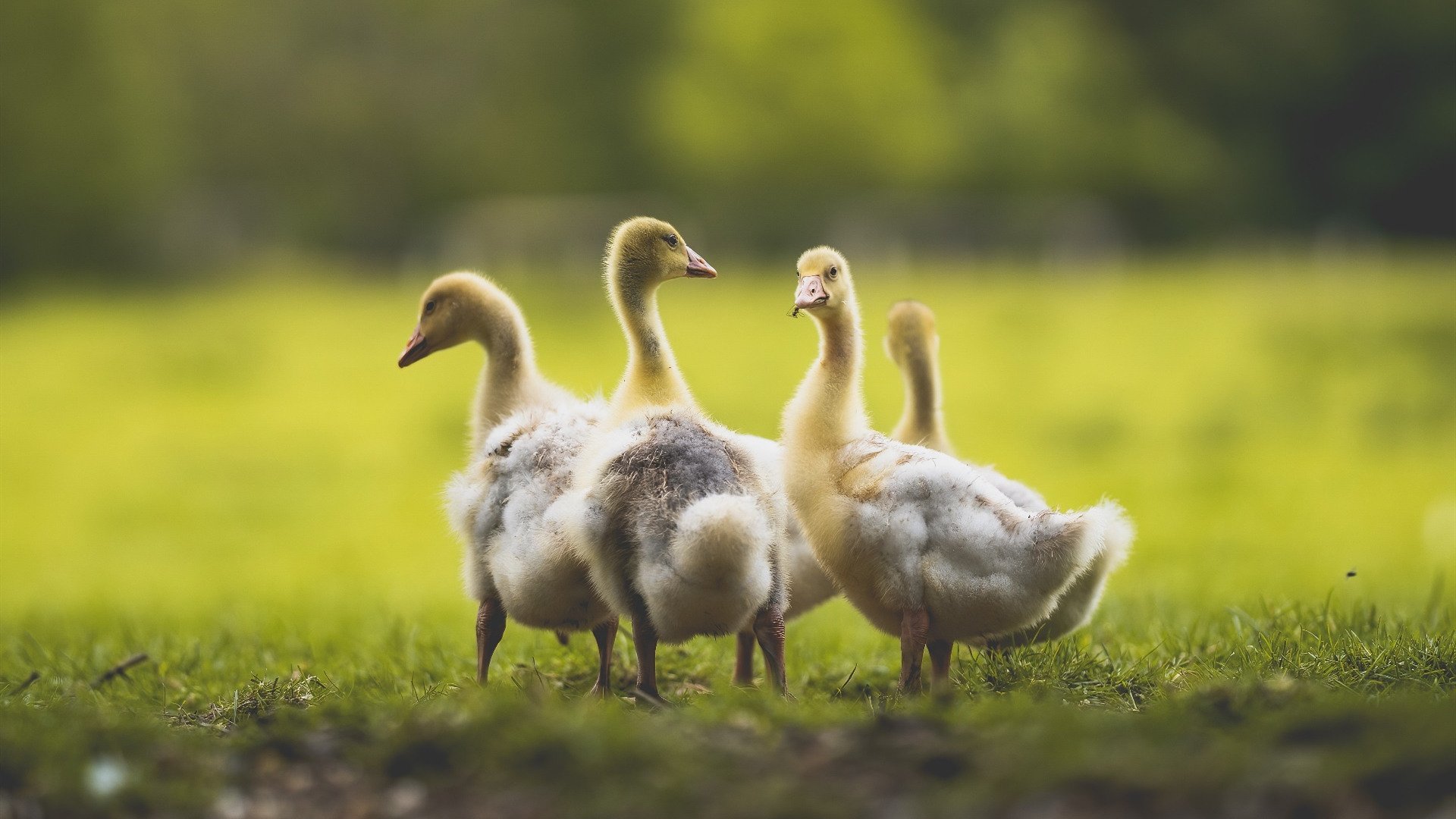乌拉圭男篮在南美锦标赛中再创新高,体育影响持续扩大,乌拉圭男篮大名单