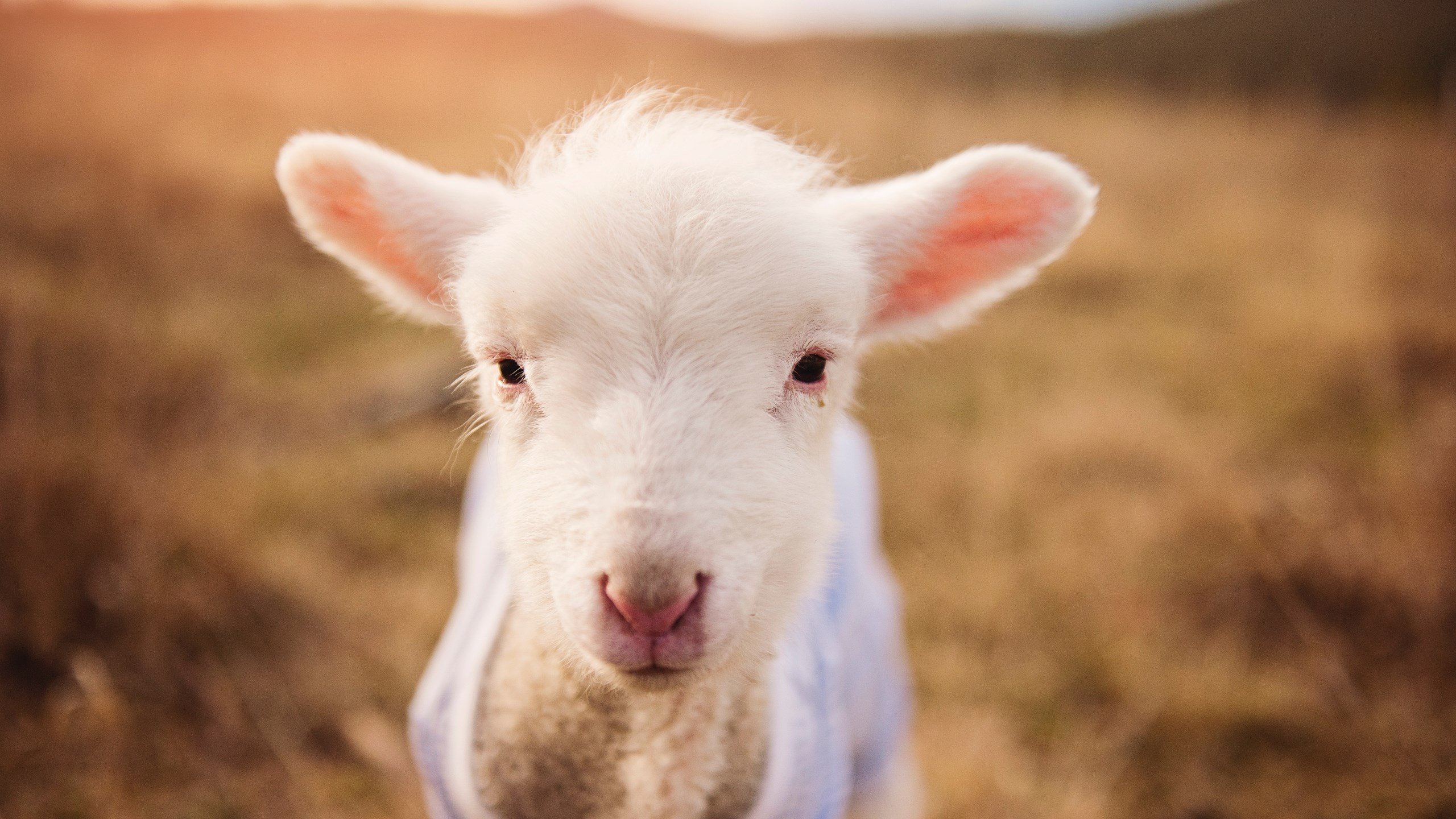 国王在训练中重点演练罚球与失误控制，国王的比赛