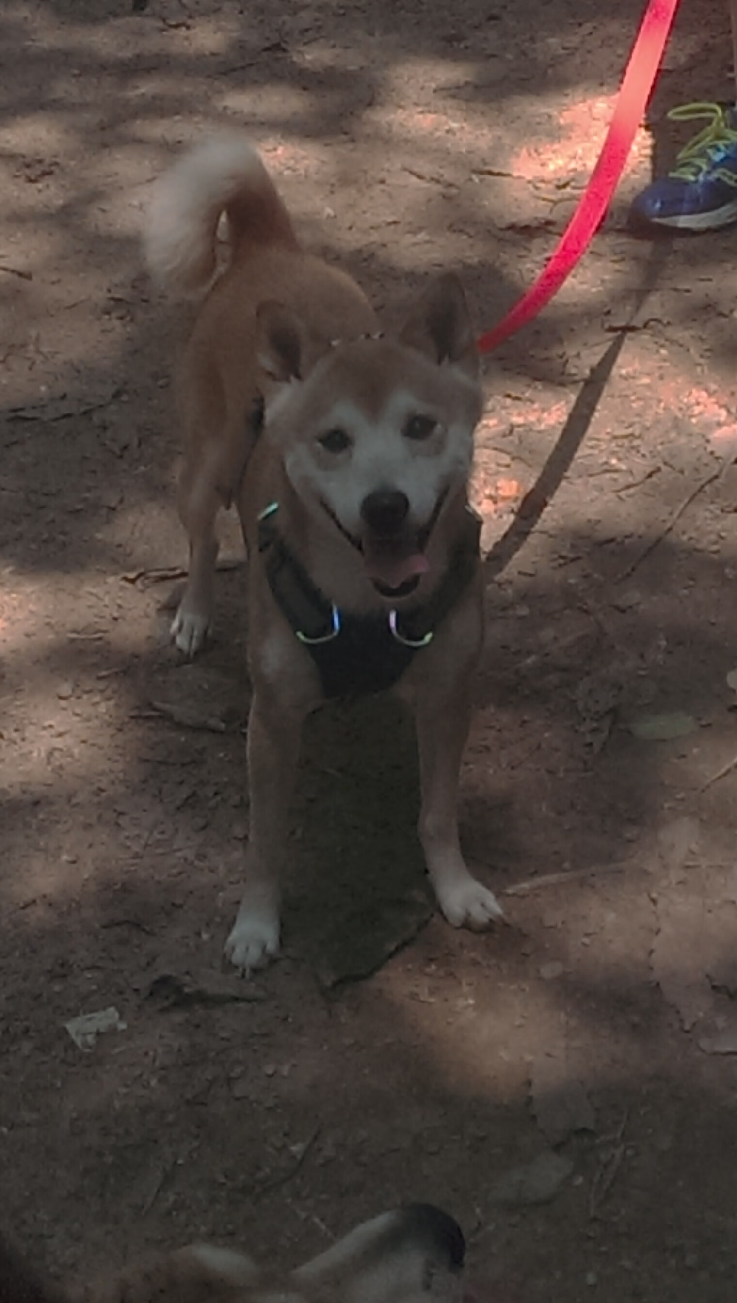 多地同时举办青少年邀请赛推动区域体育交流与人才流动，全国青少年体验活动