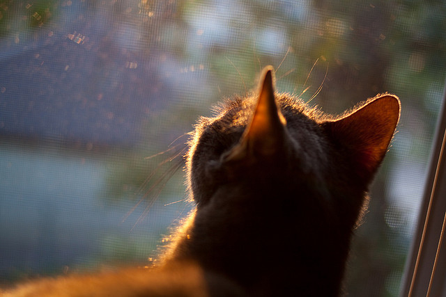 字母哥快攻反击一人完成三次得分,字母哥逆袭